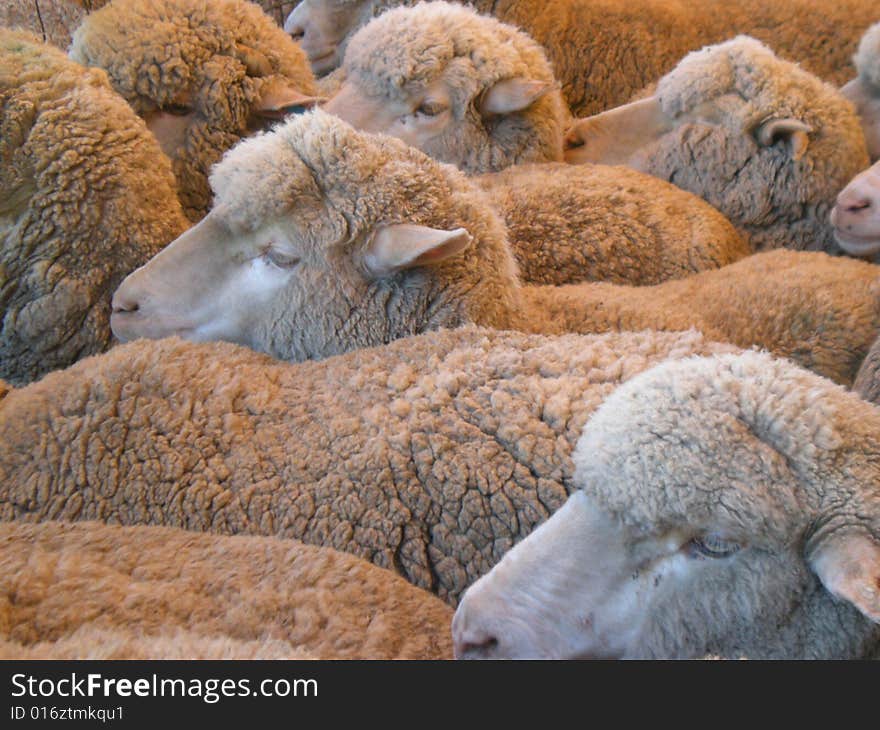 Group of White Sheep in Farm