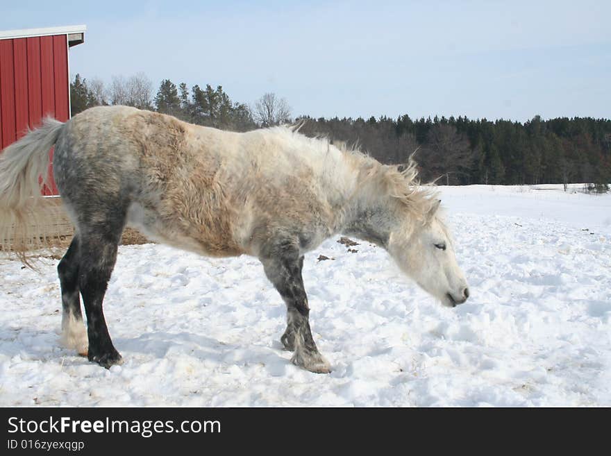 Dappled Pony shakes off extra snow during mid winter in Rosholt, WI. Dappled Pony shakes off extra snow during mid winter in Rosholt, WI