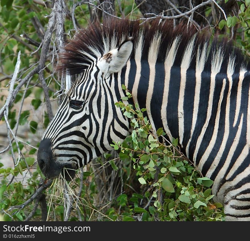 Burchell s Zebra (Equus quagga burchelli)