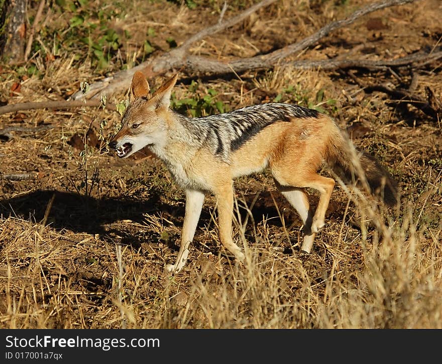 A wild blackbacked jackal photographed in Mpumalanga, South Africa.