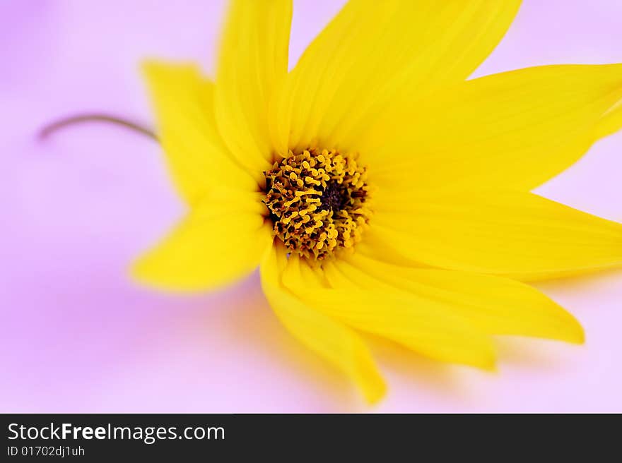 Yellow flower