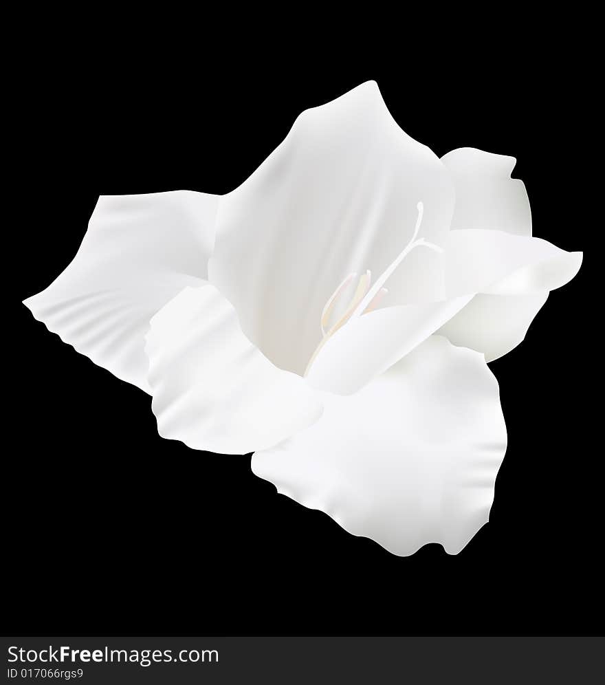 White lily