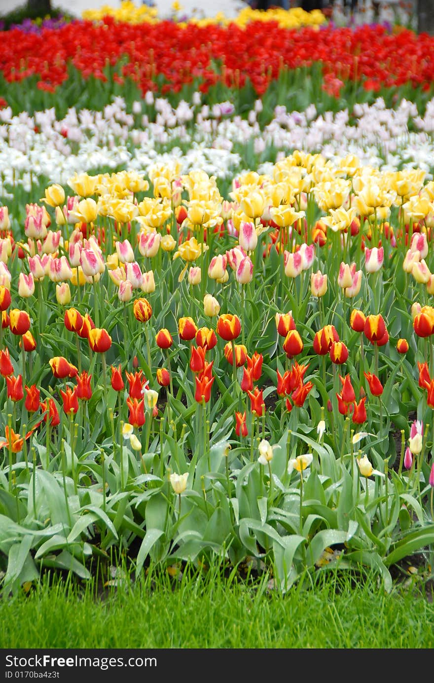 A plenty of colorful tulips blooming in a garden. A plenty of colorful tulips blooming in a garden