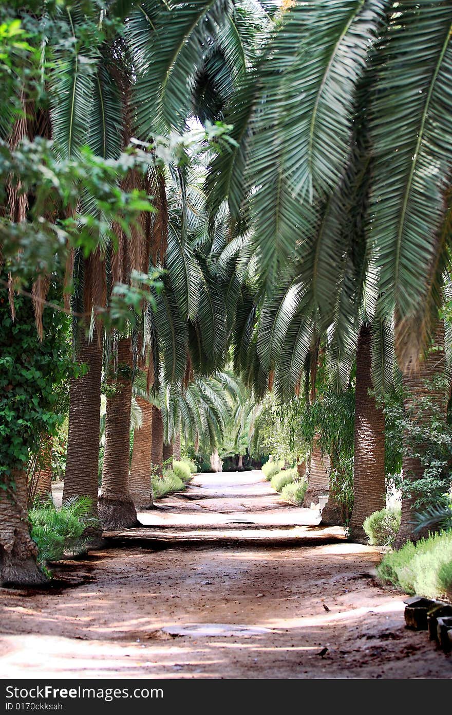 Summer alley of Carthago, Tunis, Tunisia. Summer alley of Carthago, Tunis, Tunisia