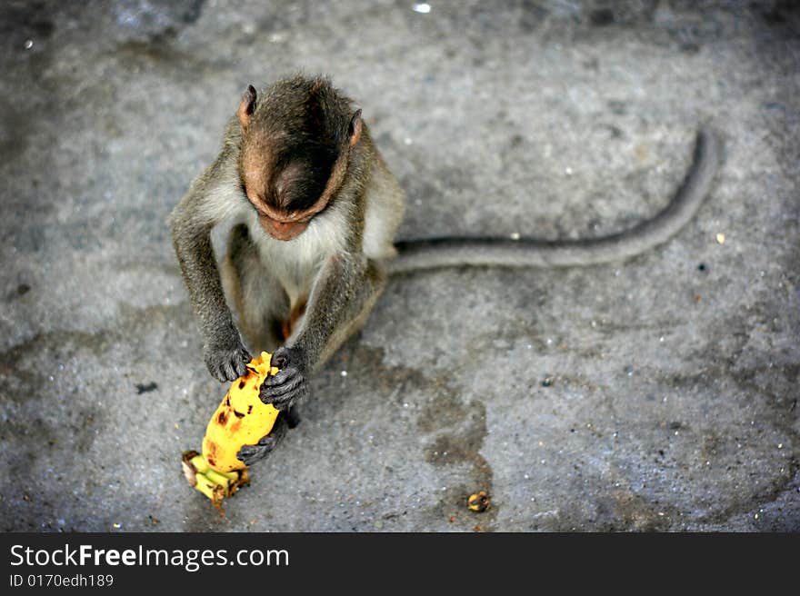 A little monkey tearing banana skin , one of his favorite food