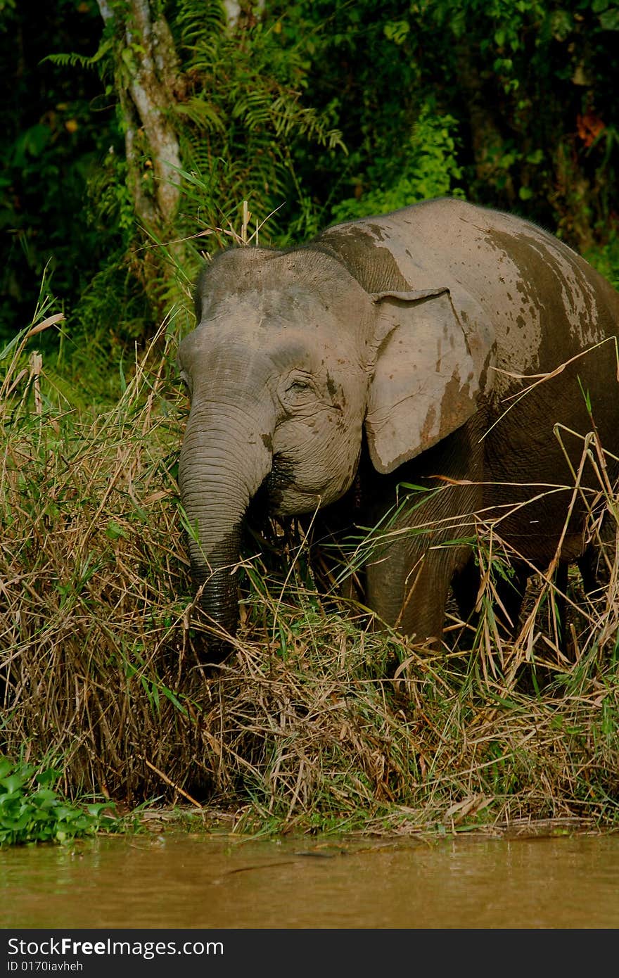 Borneo pygmy elephant grazing in the jungle. Borneo pygmy elephant grazing in the jungle