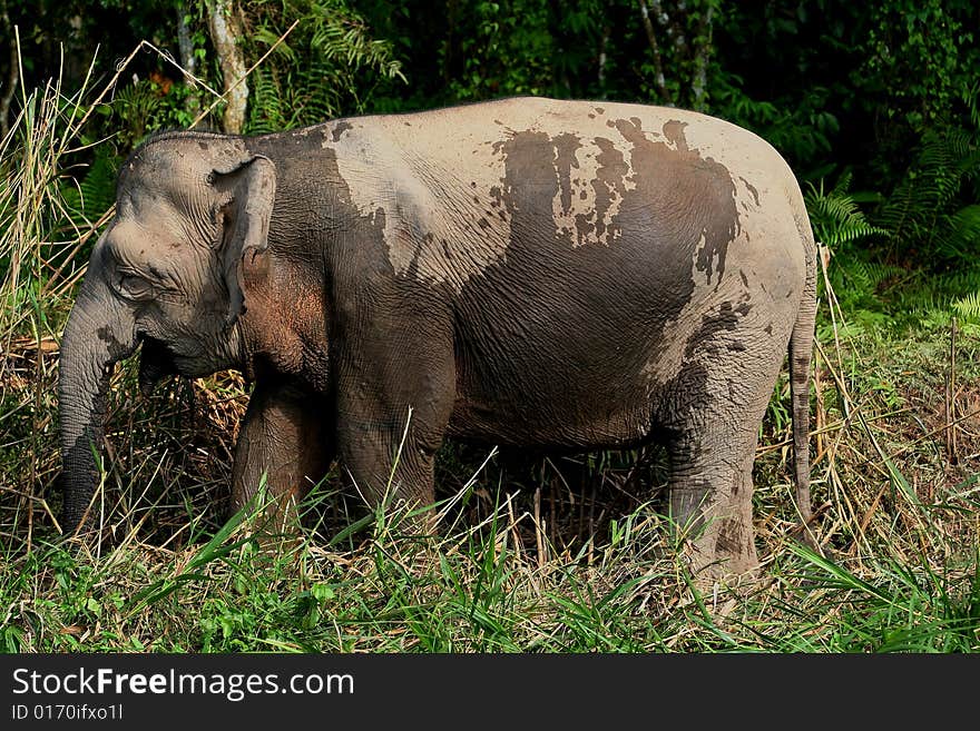 Borneo pygmy elephant grazing in the jungle. Borneo pygmy elephant grazing in the jungle