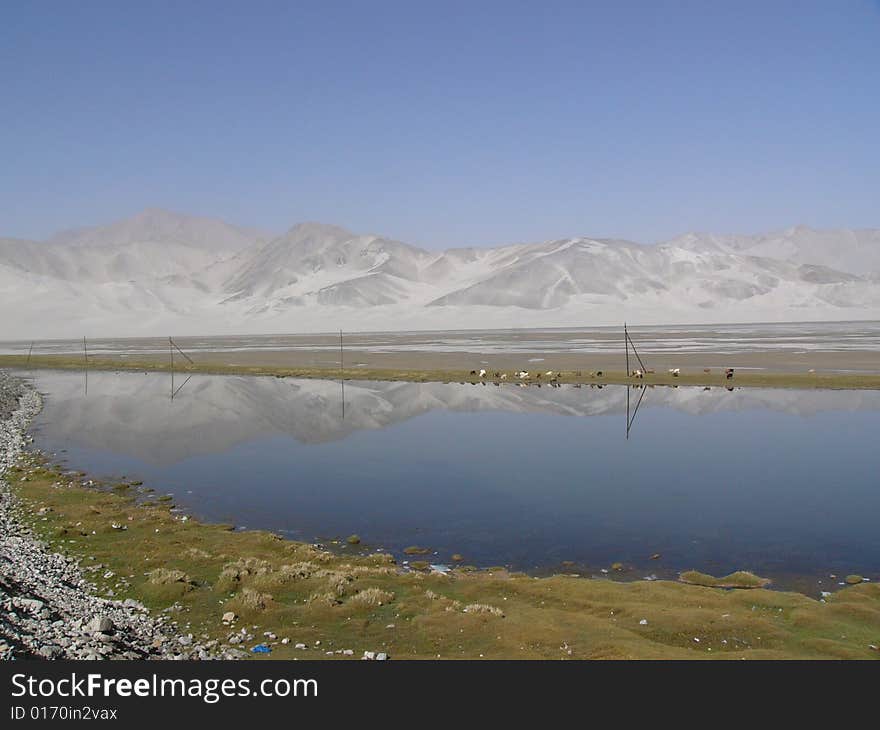 A  sandy mountain by the blue lake,  cows, sheep eating grass on the meadow by the lake. A  sandy mountain by the blue lake,  cows, sheep eating grass on the meadow by the lake.