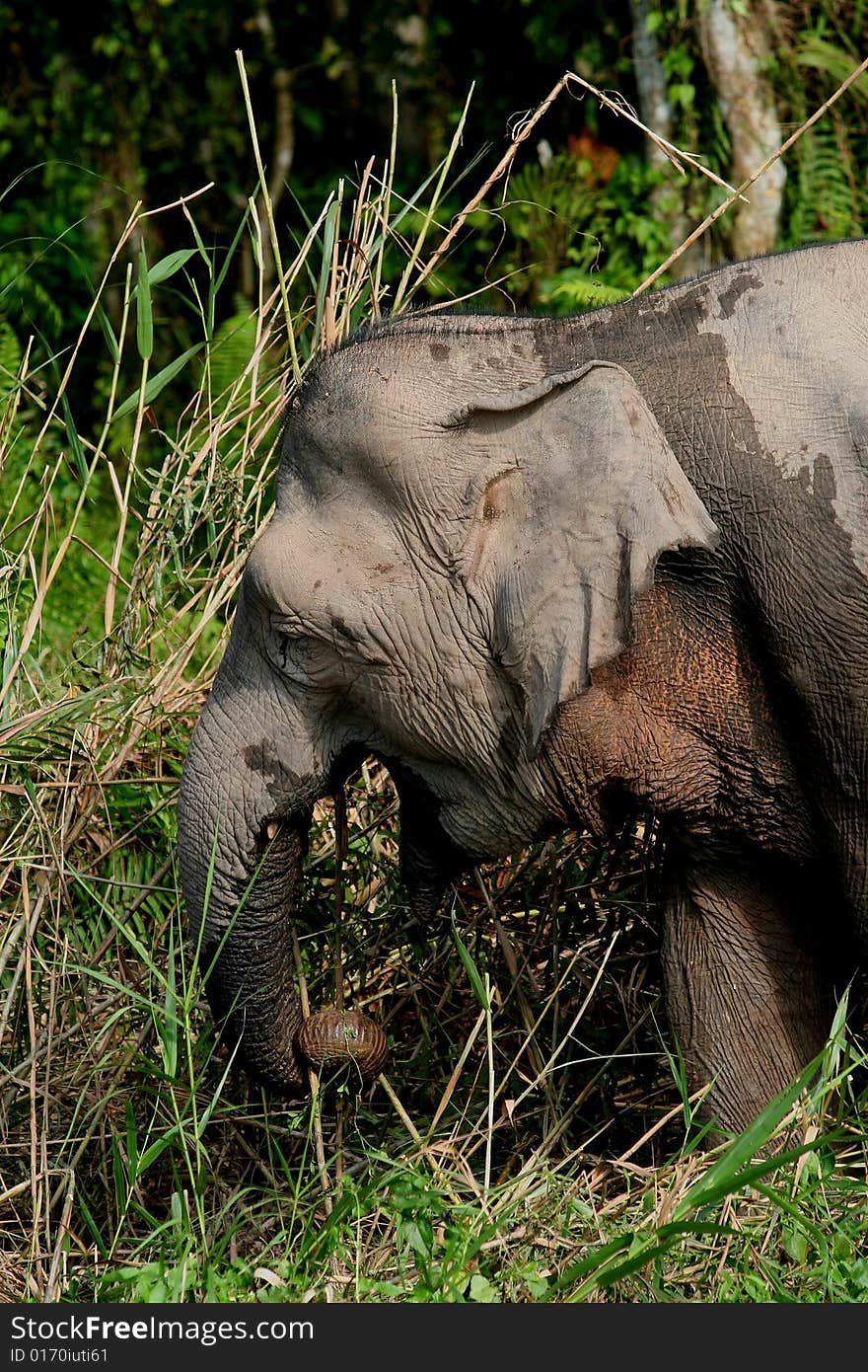 Borneo pygmy elephant grazing in the jungle. Borneo pygmy elephant grazing in the jungle