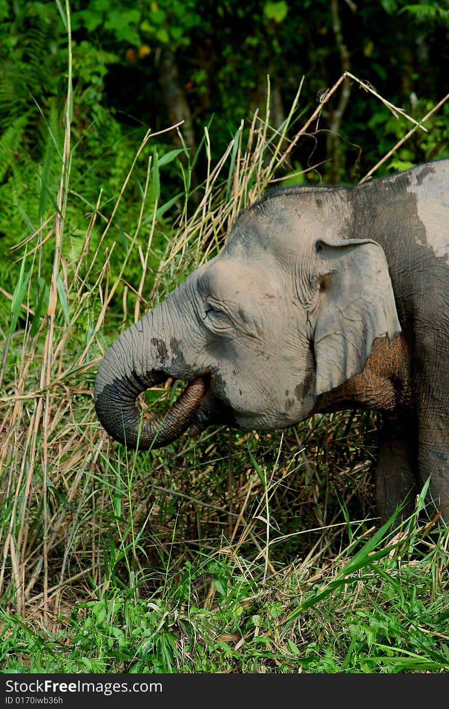 Borneo pygmy elephant grazing in the jungle. Borneo pygmy elephant grazing in the jungle