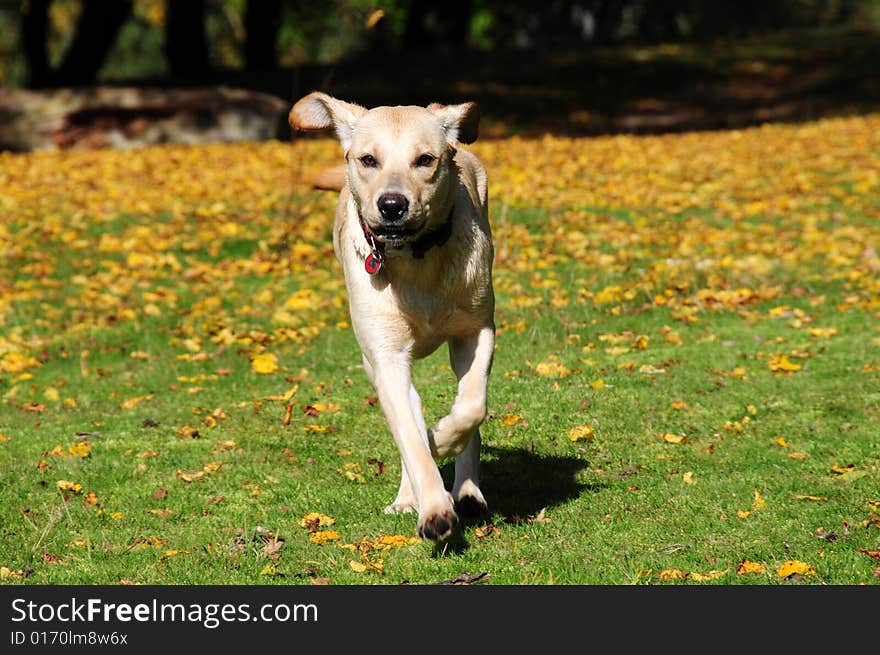 Shot of a yellow labrador running in the autumn leaves. Shot of a yellow labrador running in the autumn leaves