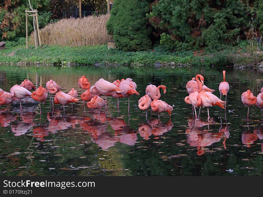 Pink Flamingos