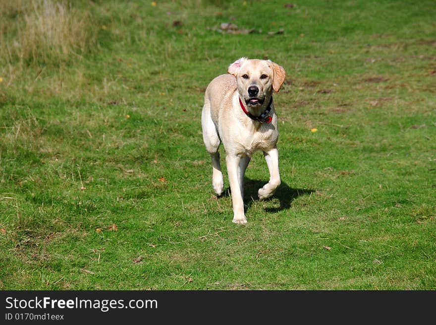 Labrador Puppy