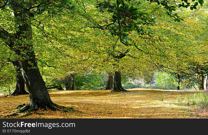 Shot of the forest in early autumn