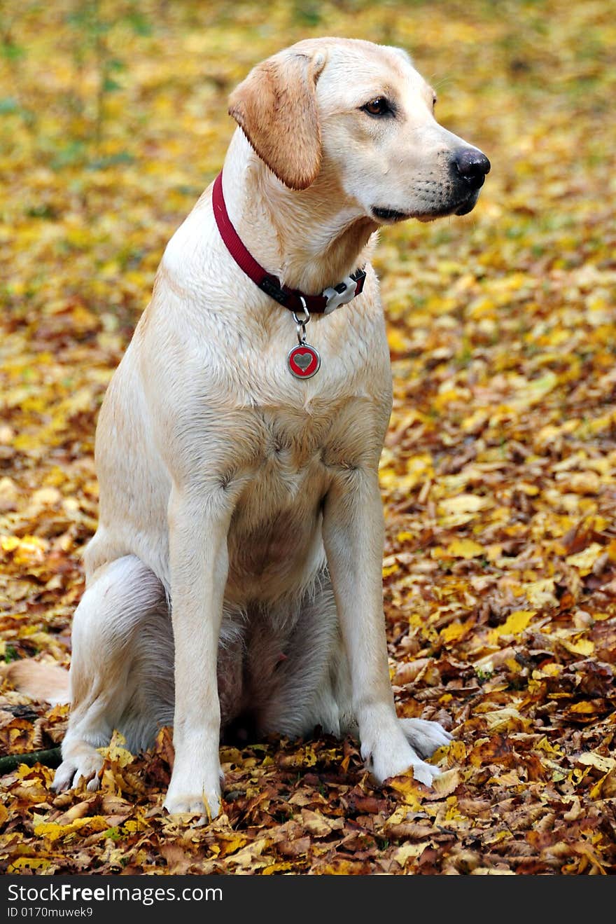 Shot of a yellow labrador sitting in the autumn leaves. Shot of a yellow labrador sitting in the autumn leaves