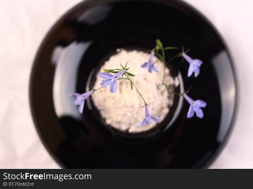 Small blue flower in a black round vase