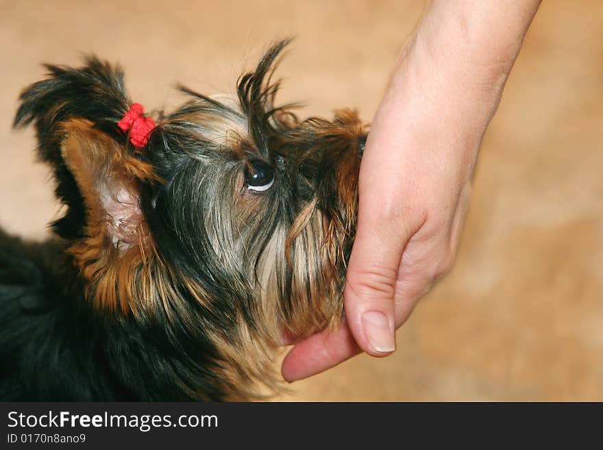 Hand and Yorkshire terrier