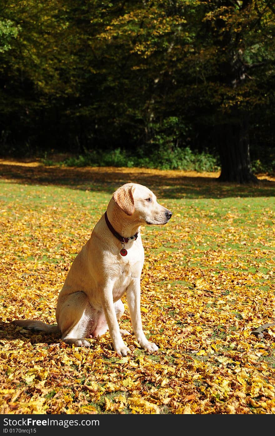 Shot of a yellow labrador sitting in the autumn leaves. Shot of a yellow labrador sitting in the autumn leaves