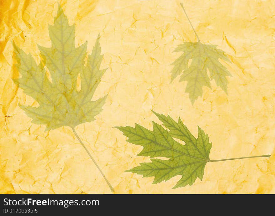 Transparent green leaves on old crumpled paper (as an abstract background). Transparent green leaves on old crumpled paper (as an abstract background)