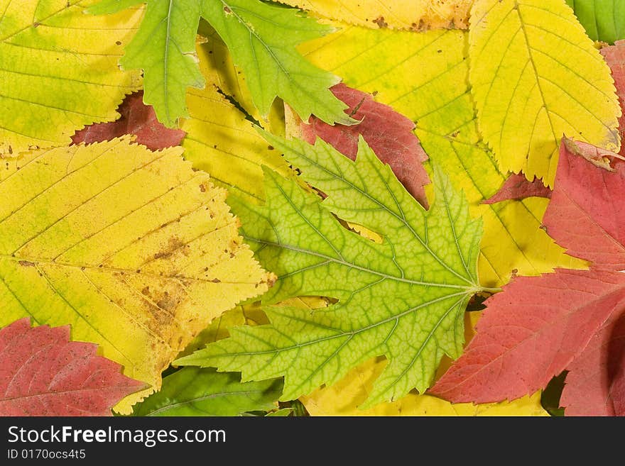 Autumn background (colorful fading yellow, red and green leaves)