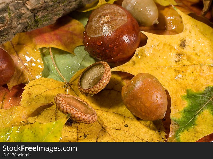 Autumn background (chestnuts and acorns with raindrops on autumn leaves)