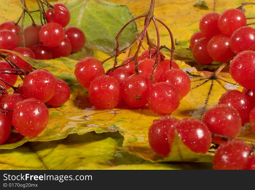 Twigs with red snowball berries