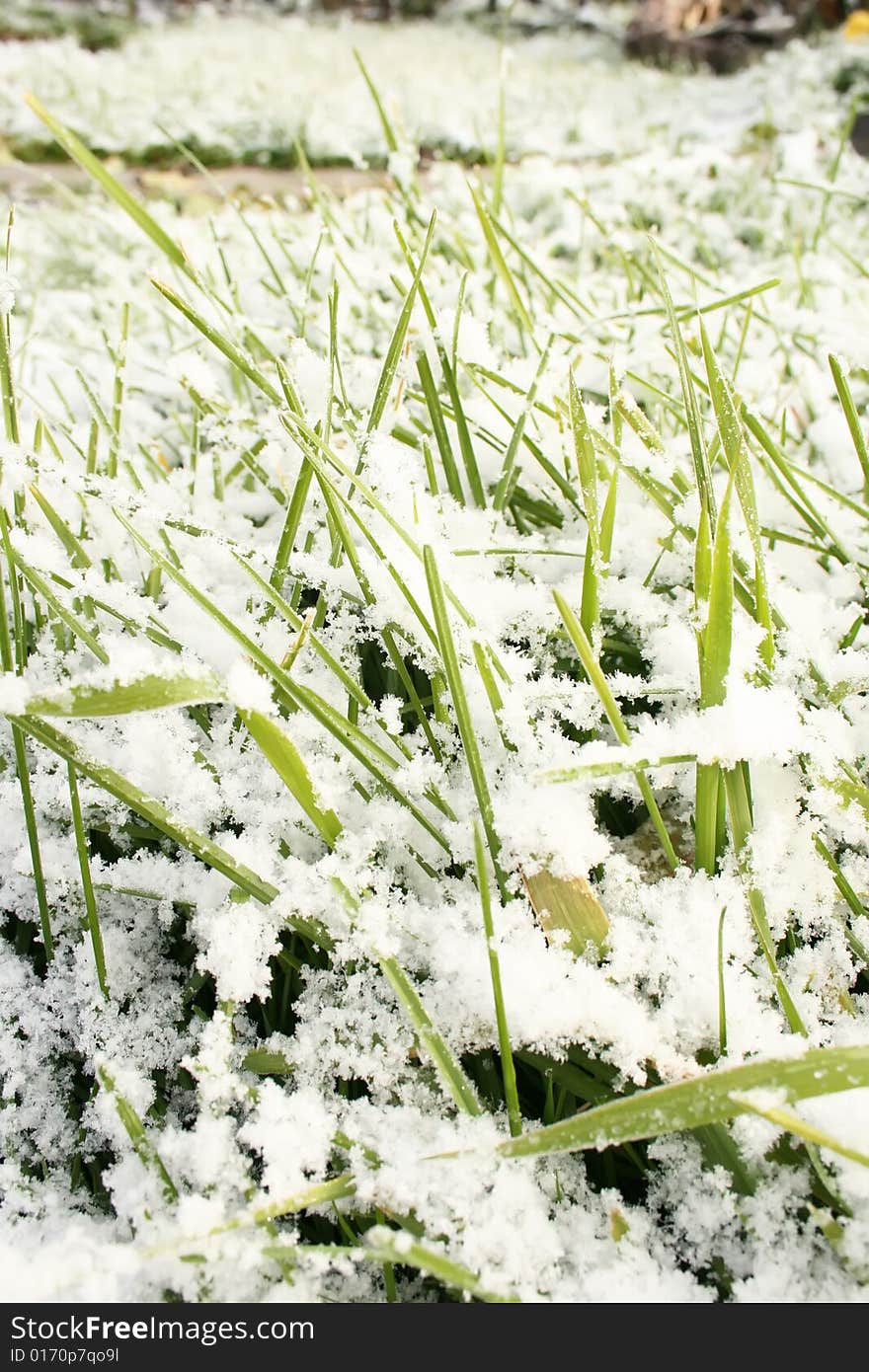 The first snow on a grass