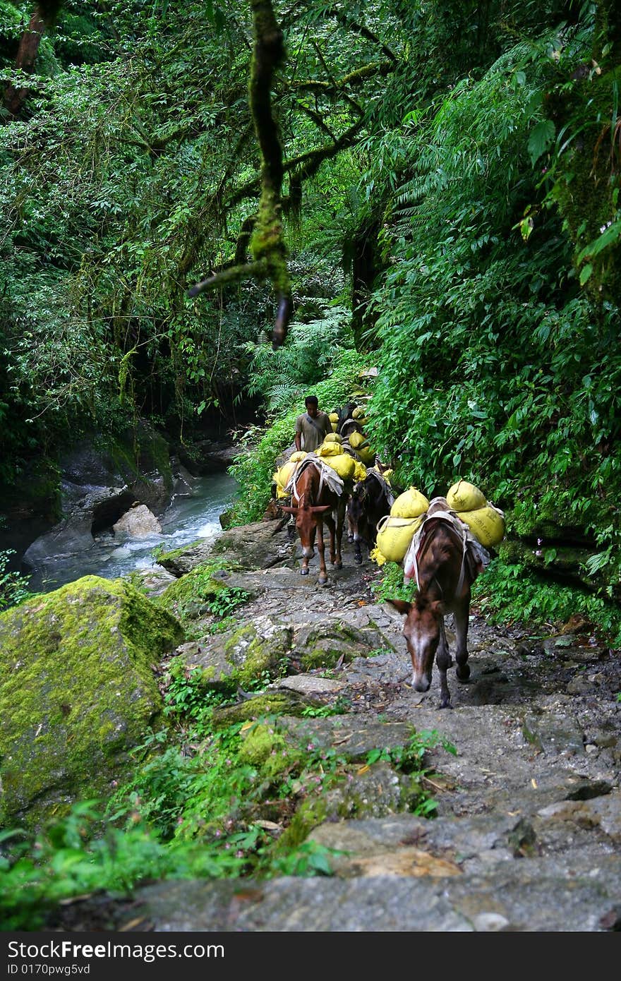 Donkey caravan