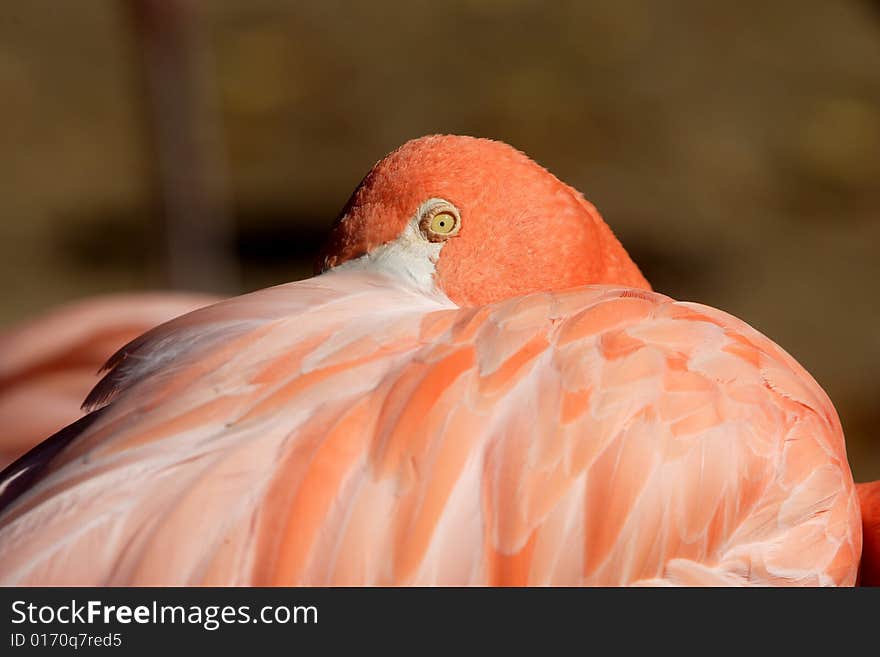 A pink flamingo with its head burried in its feathers