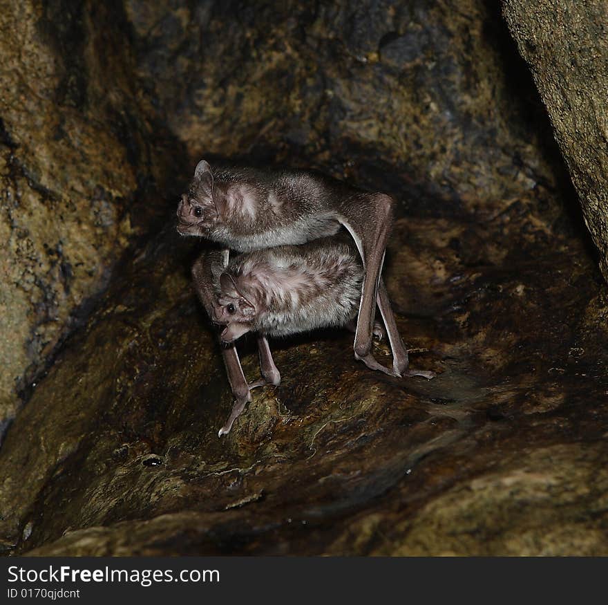 Vampire Bats mating