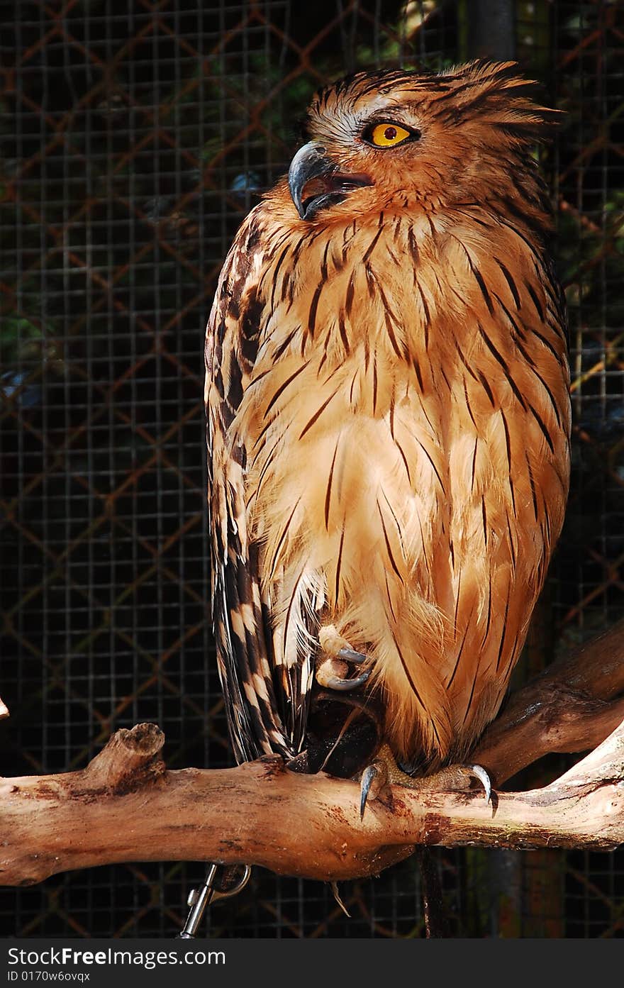 Yellow owl standing on a piece of log