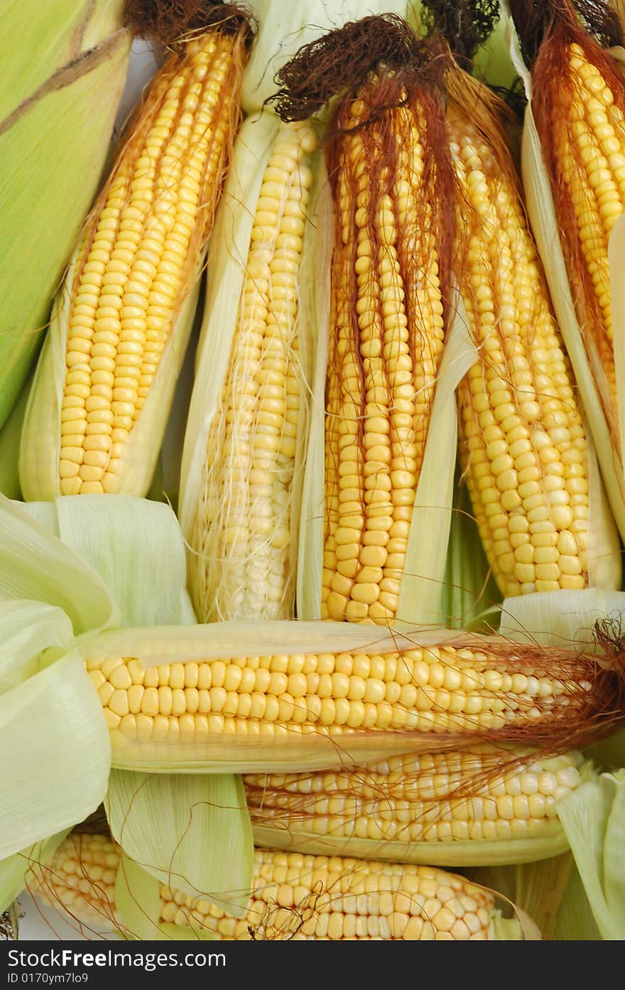 Fresh yellow corn on the cob. Fresh yellow corn on the cob