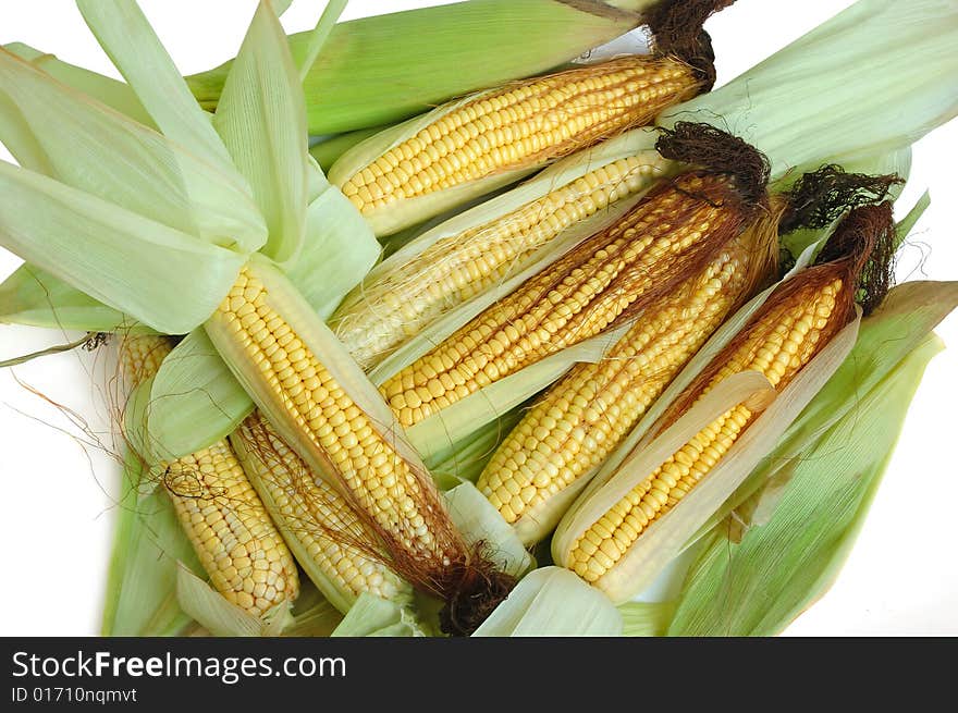 Fresh corn on the cob