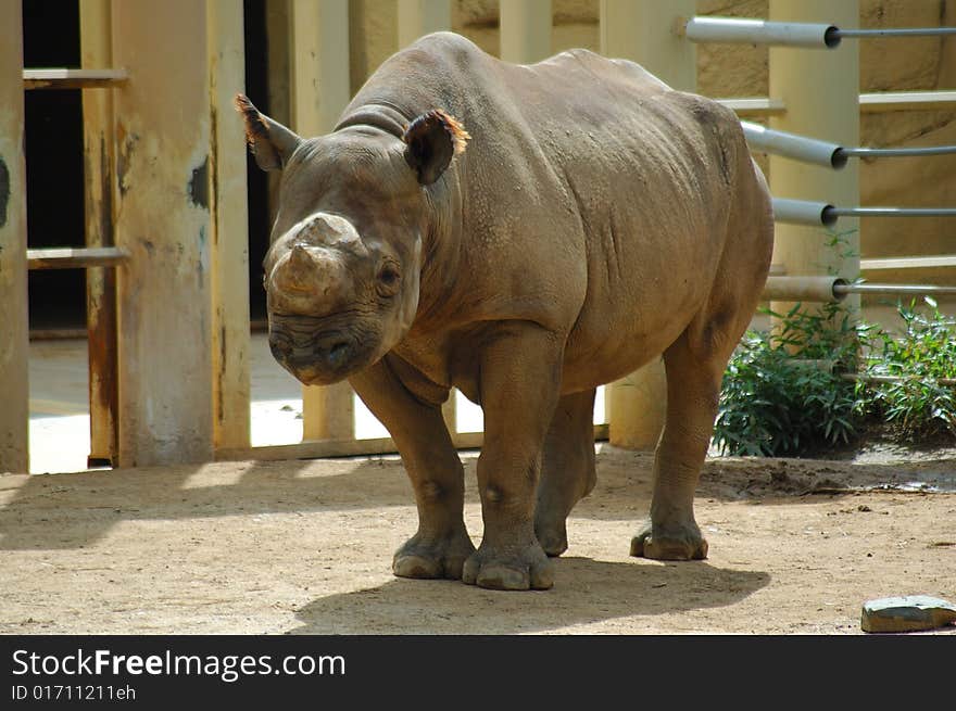 White rhinoceros head on view