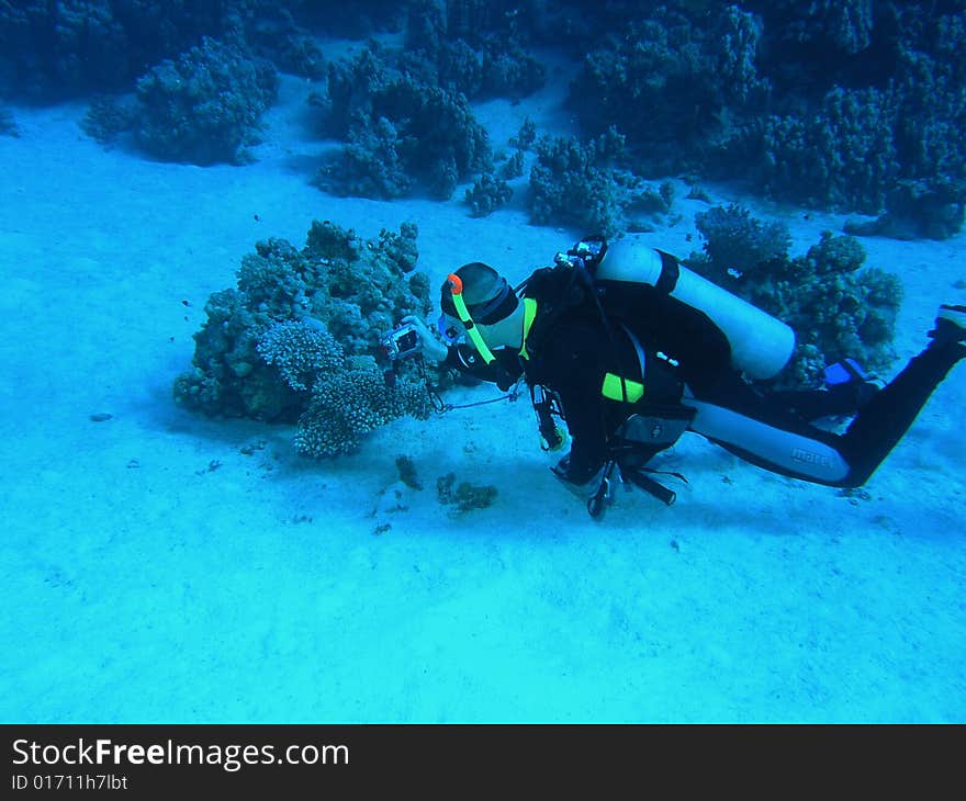 Diver On The Reef