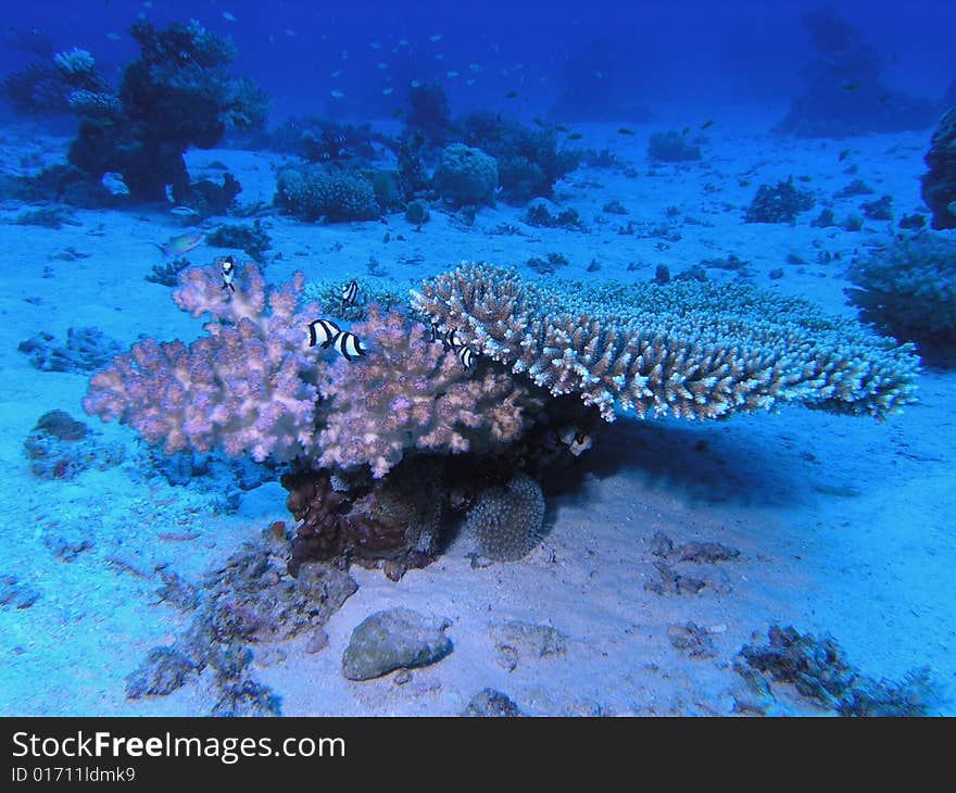 Coral scene in the red sea