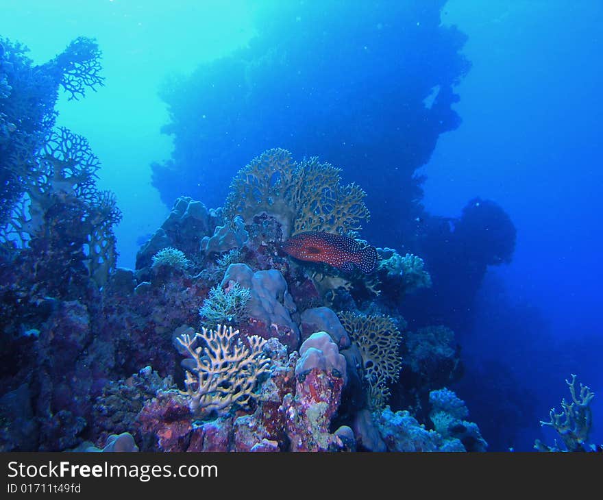 Coral scene in the red sea