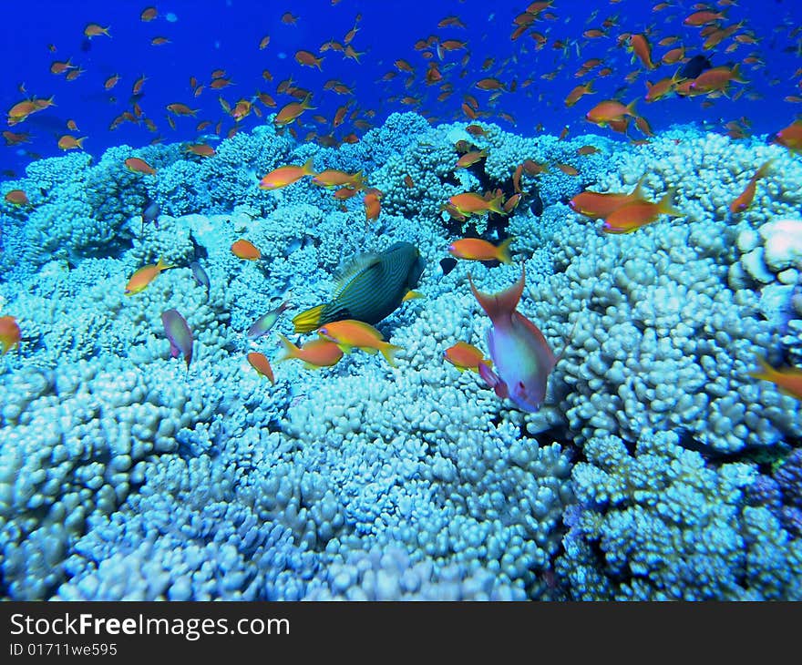 Coral scene in the red sea