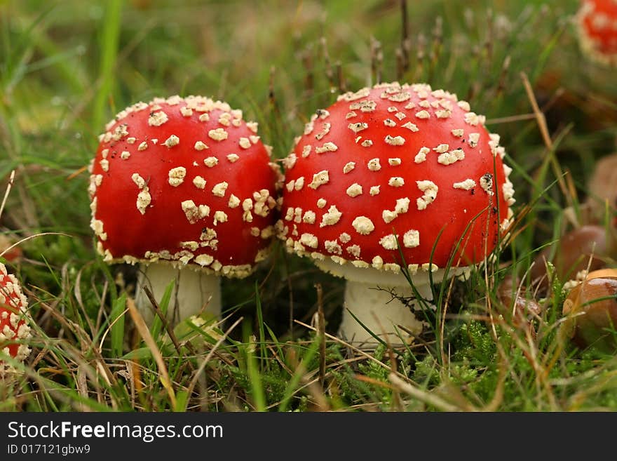 Autumn scene: two toadstools