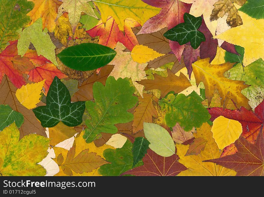 Very big Color-full Fall background. Very big Color-full Fall background