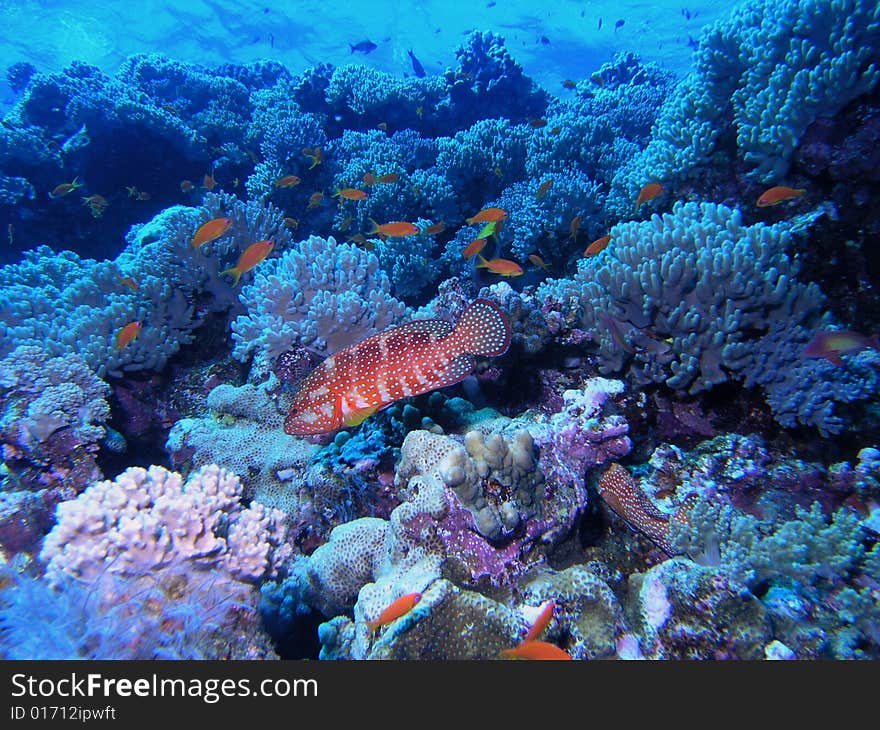 Coral scene in the red sea