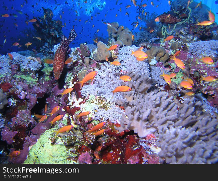 Coral scene in the red sea