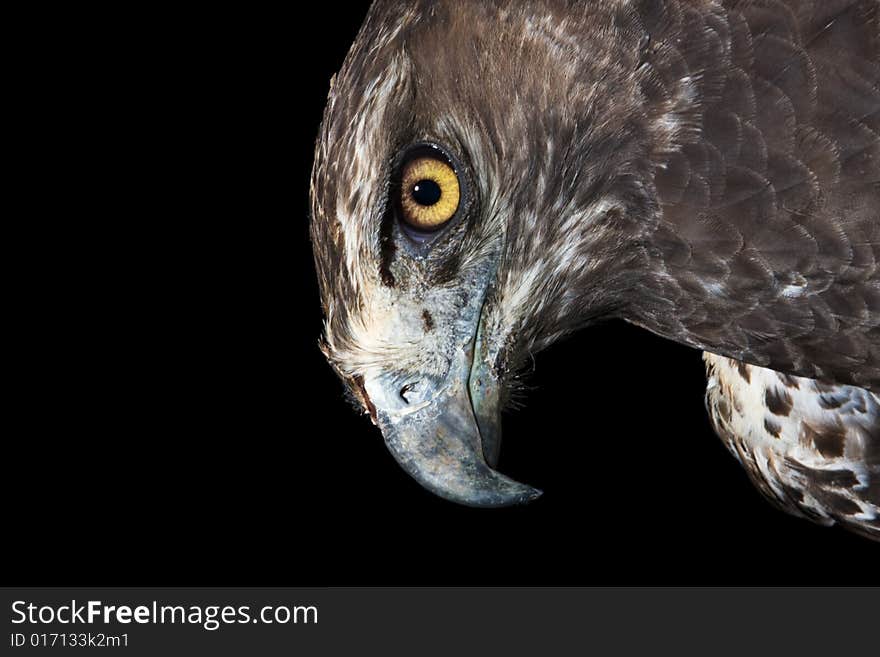 Martial Eagle Portrait on black background