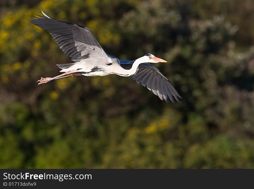 Grey Heron in flight with green background at Intaka Island Cape Town