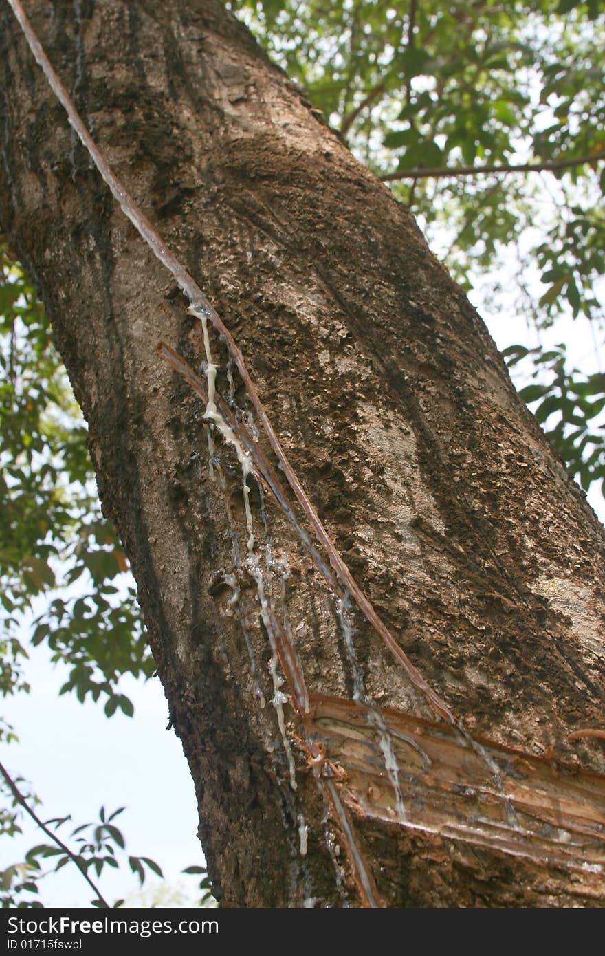 Tree sap which will be converted into rubber seeping down a tree, Malaysia. Tree sap which will be converted into rubber seeping down a tree, Malaysia