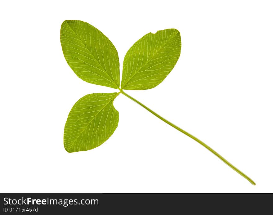 Clover isolated on a white background. Clover isolated on a white background