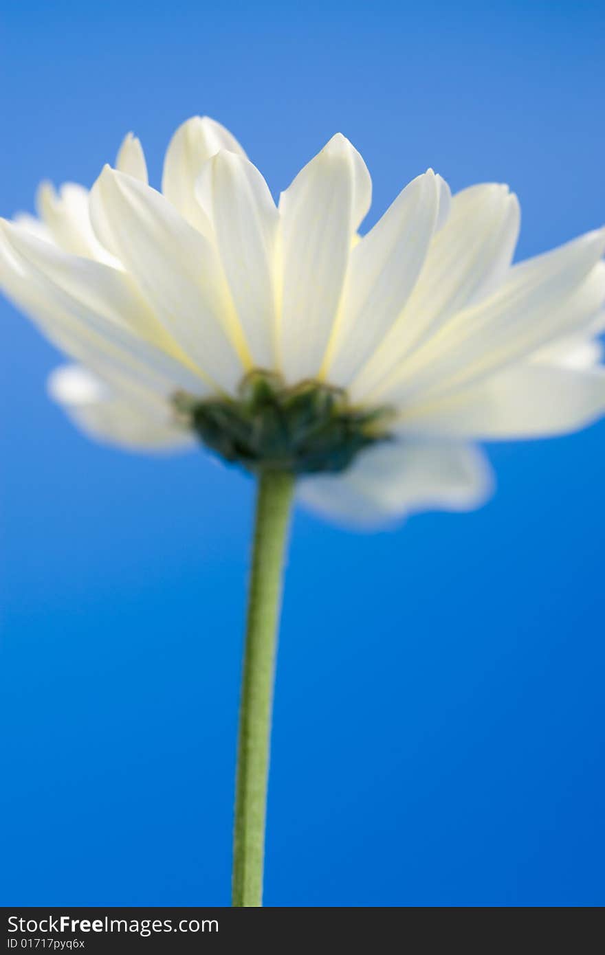 White daisy in the sky