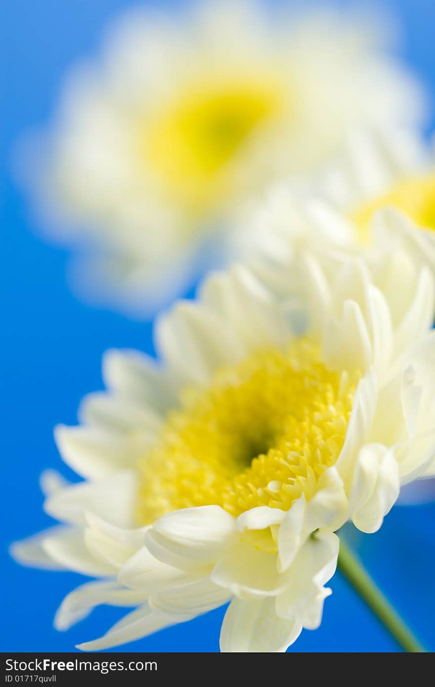 Daisies in the sky