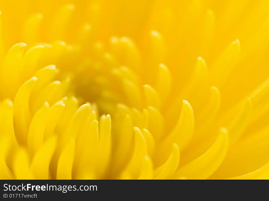 Yellow chrysanthemum