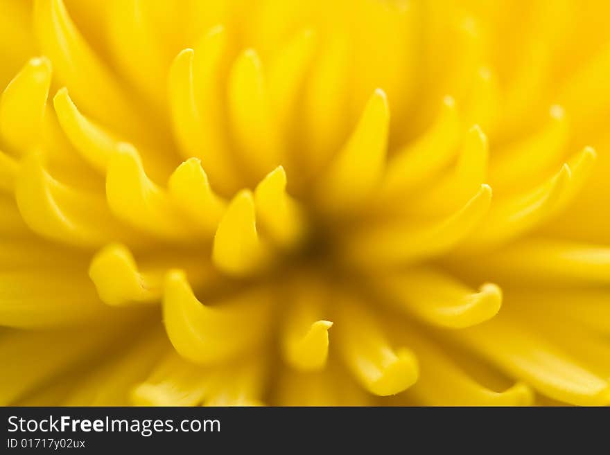 Macro of yellow chrysanthemum